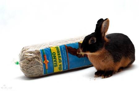 Najczęściej popełniane błędy w diecie królika i jak ich unikać