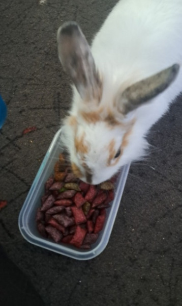 Karolina, Przeginia, Małopolskie