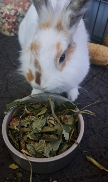 Karolina, Przeginia, Małopolskie