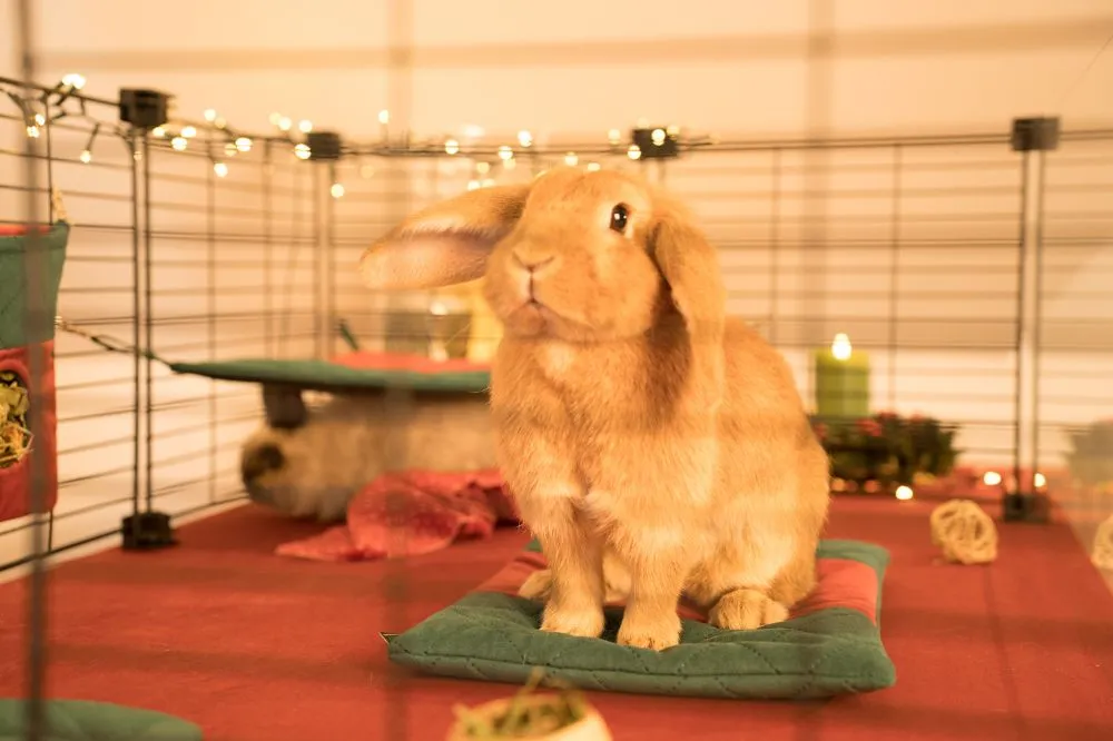 Paśnik świąteczny FLOP dla królika - kolekcja 2025 1_bunny