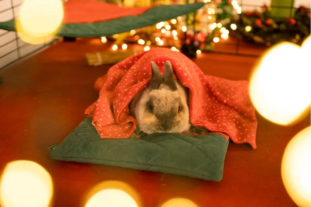 Paśnik na sianko i zioła - królik - kolekcja 2025 2_bunny