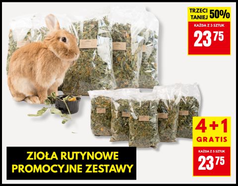 Rutynowe promocja królik