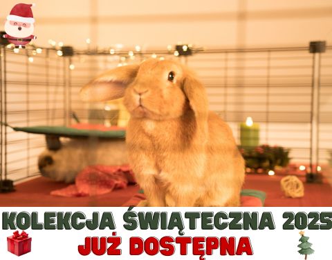 Królik święta 2025