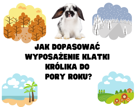 Jak dopasować wyposażenie klatki królika do pory roku?