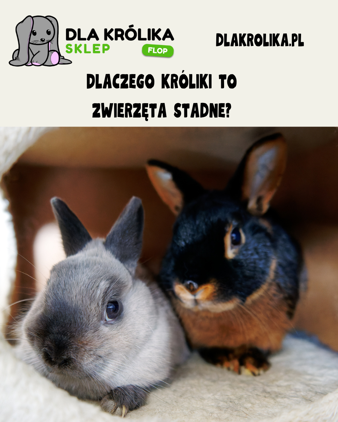 Dlaczego królik to zwierzę stadne?