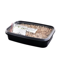 Zestaw Melisa lekarska do wysiania na hydrogranulkach