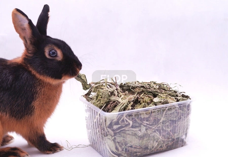 Babka szerokolistna (Plantago major L.) liść 100g / pudełko 1200ml dla królika