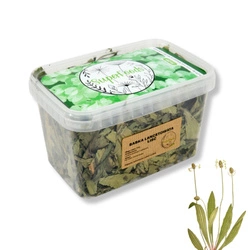 Babka lancetowata (Plantago lanceolata L.) liść 100g / pudełko 1200ml dla królika