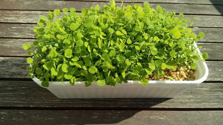 Zestaw Lucerna do wysiania na hydrogranulkach