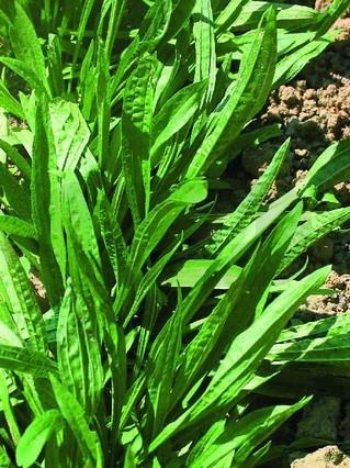 Zestaw Babka lancetowata do wysiania na hydrogranulkach