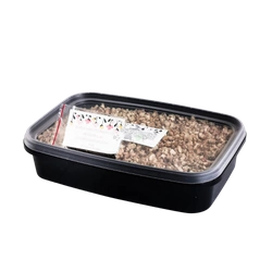 Zestaw Babka lancetowata do wysiania na hydrogranulkach