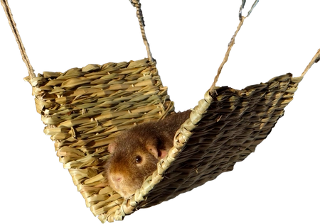 Hamak z trawy dla królika