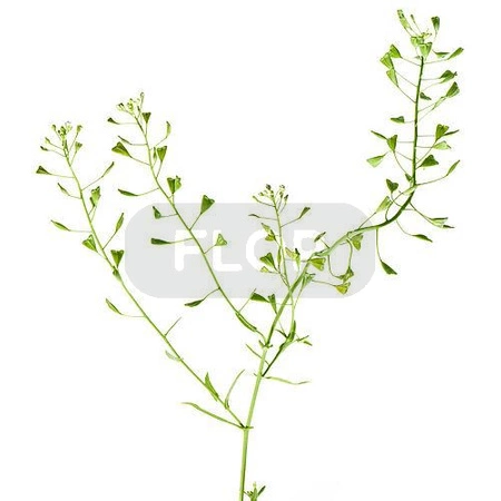 Tasznik (Capsella bursa-pastoris L.) ziele 100g / pudełko 1200ml dla królika