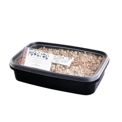 Zestaw Chaber bławatek do wysiania na hydrogranulkach