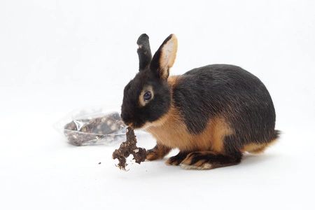 Mniszek lekarski - KORZEŃ - 100g SuperFoods dla królika